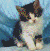 gato-348.gif