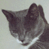 gato-353.gif