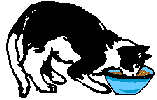 gato-364.gif