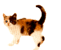 gato-372.gif