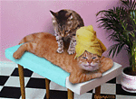 gato-384.gif