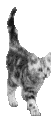gato-390.gif