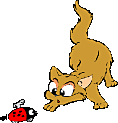 gato-402.gif