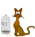 gato-404.gif