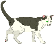 gato-477.gif