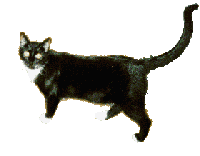 gato-483.gif