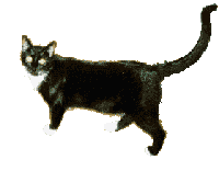 gato-484.gif