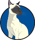 gato-493.jpg