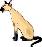 gato-494.jpg