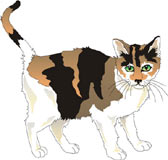 gato-495.jpg