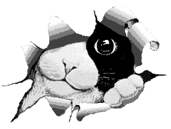 gato-498.gif