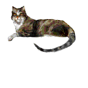 gato-507.gif