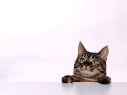 gato-510.jpg