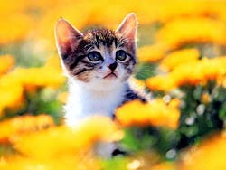 gato-511.jpg