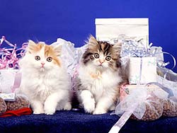 gato-512.jpg