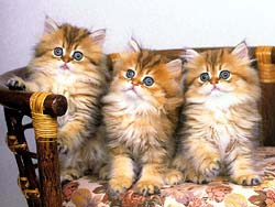 gato-513.jpg