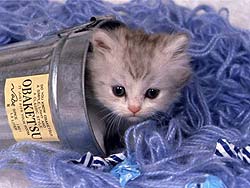 gato-514.jpg