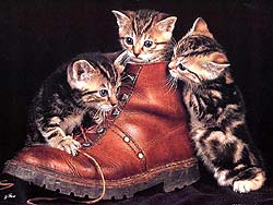 gato-515.jpg
