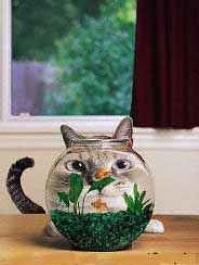 gato-530.jpg