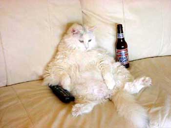 gato-532.jpg