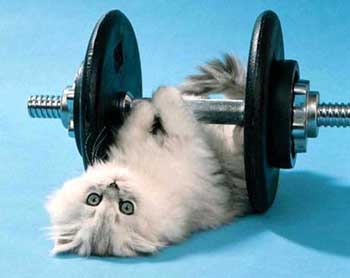 gato-534.jpg