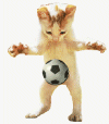 gato-543.gif