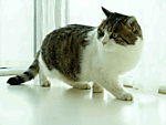 gato-572.gif