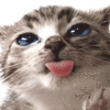 gato-573.gif