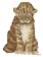gato-594.gif