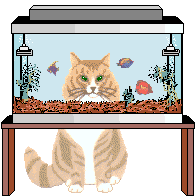 gato-599.gif