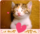 gato-607.gif