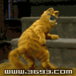 gato-654.gif