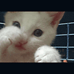 gato-656.gif
