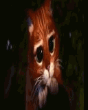 gato-658.gif