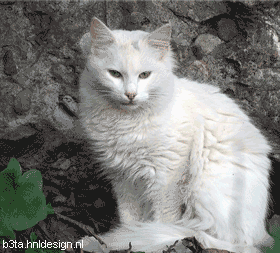 gato-668.gif