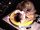 gato-675.gif
