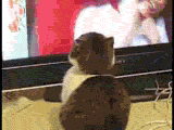 gato-682.gif