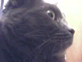 gato-683.gif