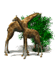 girafa-008.gif