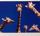 girafa-011.jpg