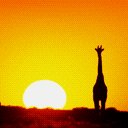 girafa-012.jpg