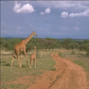 girafa-013.jpg