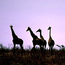 girafa-014.jpg