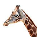 girafa-015.jpg