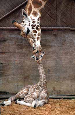 girafa-017.jpg