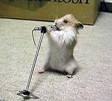 hamster-015.jpg