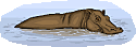 hipopotamo-004.gif