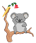 koala-007.gif