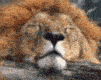 leon-025.gif