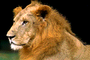 leon-036.gif